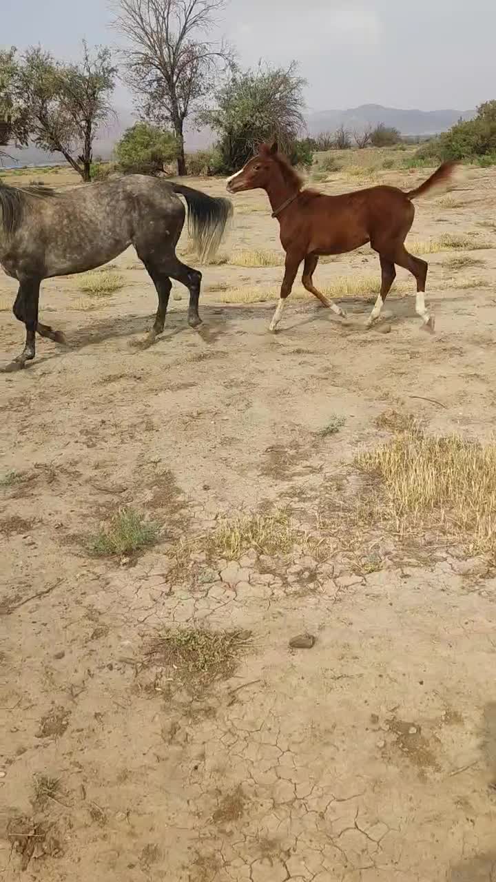 اسب کرد و کره کرد کره ۶ ماهه|اسب و تجهیزات اسبسواری|خوی, |دیوار