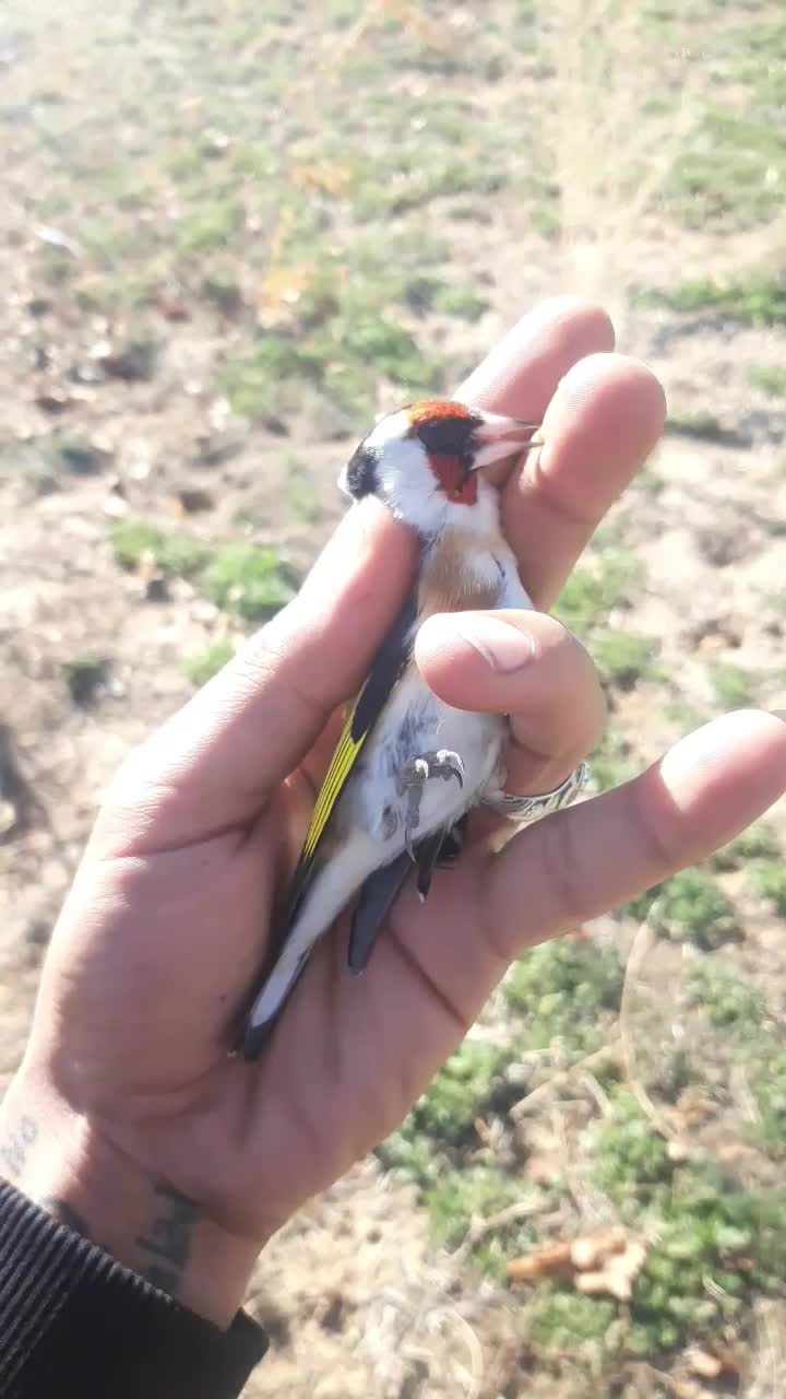 سهره|پرنده|اسلام‌‌آباد غرب, |دیوار