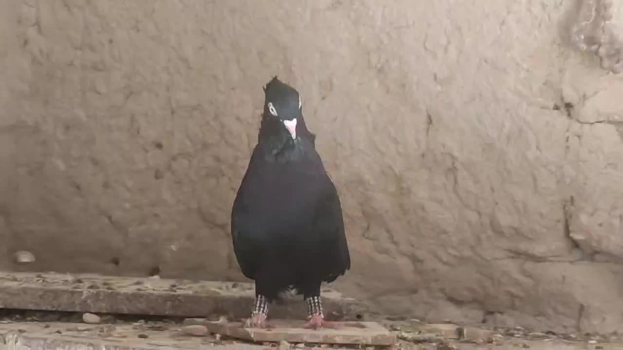 سیاه آبادانی|پرنده|علامرودشت, |دیوار