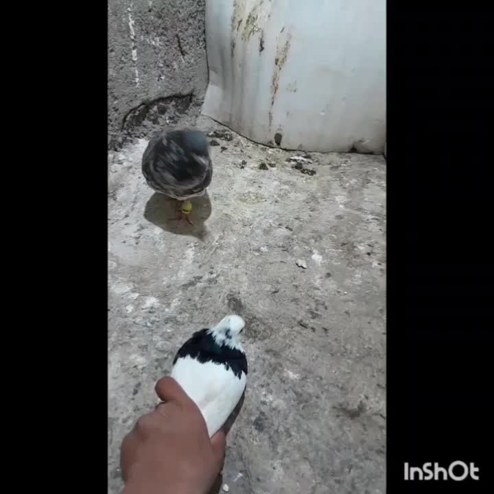 ۵۵۰|پرنده|شیروان (خراسان), |دیوار