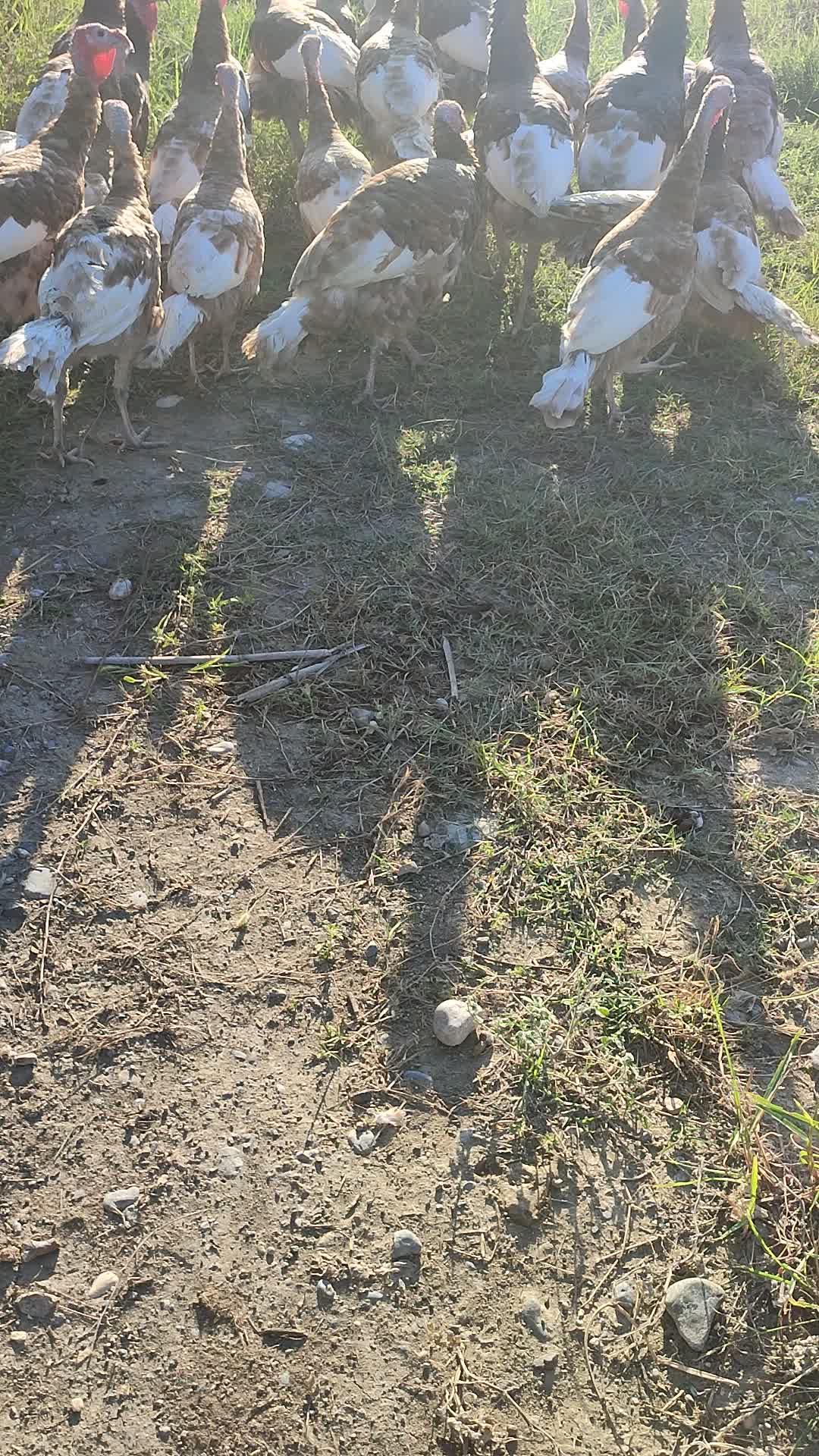 بوقلمون بوربن|حیوانات مزرعه|گرگان, |دیوار