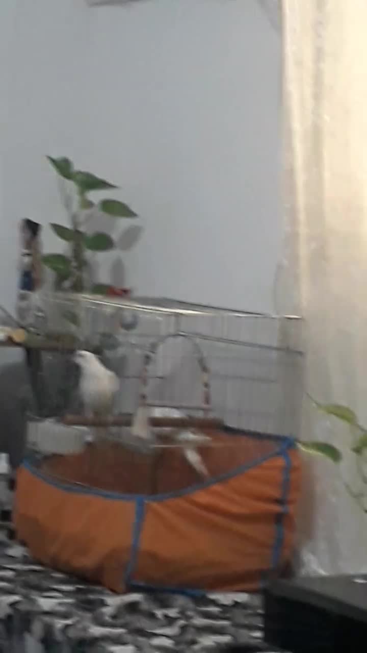 طوطی عروس البینو بدون لپ نر|پرنده|رشت, آب آسیاب|دیوار