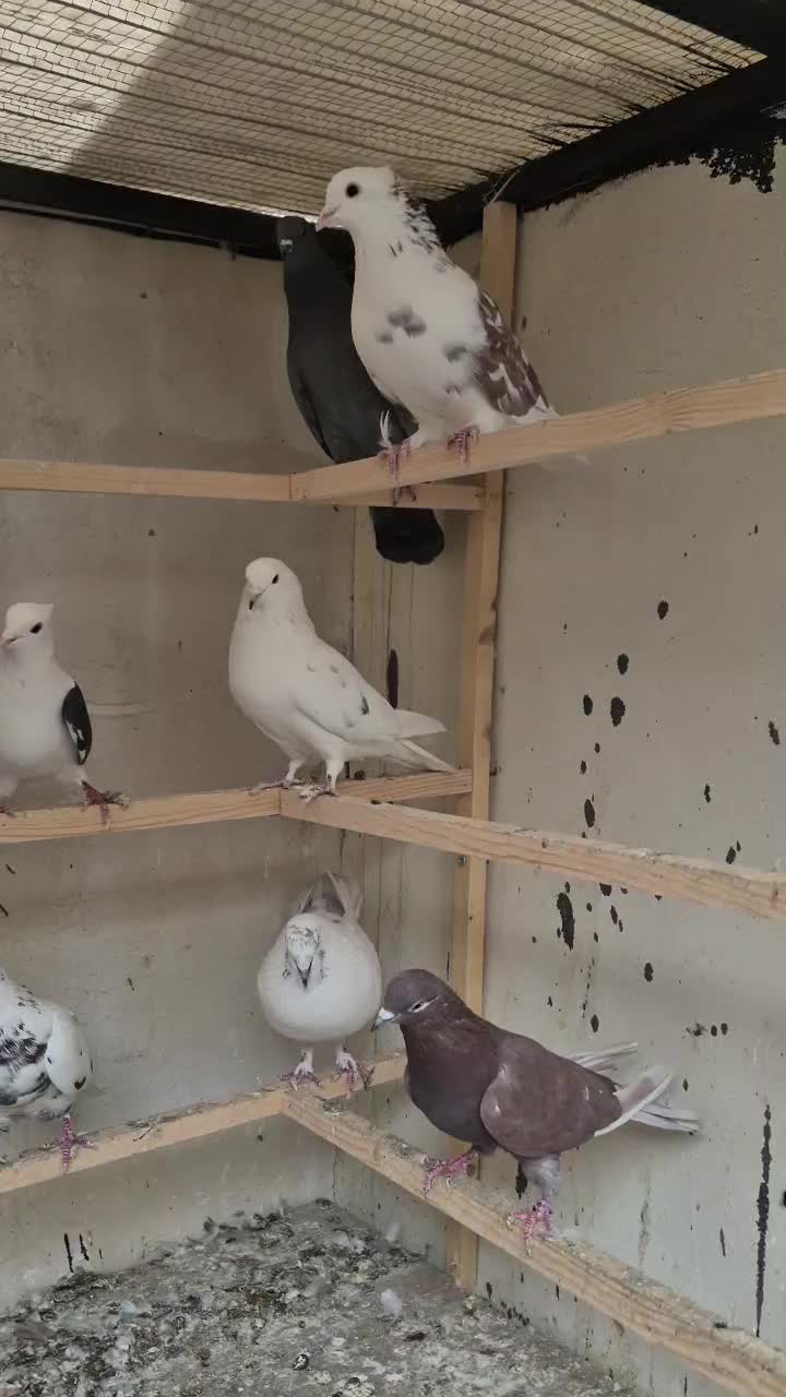 کفترکارنسل کشی|پرنده|پردیس, شهرک صنعتی خرمدشت فاز ۷|دیوار