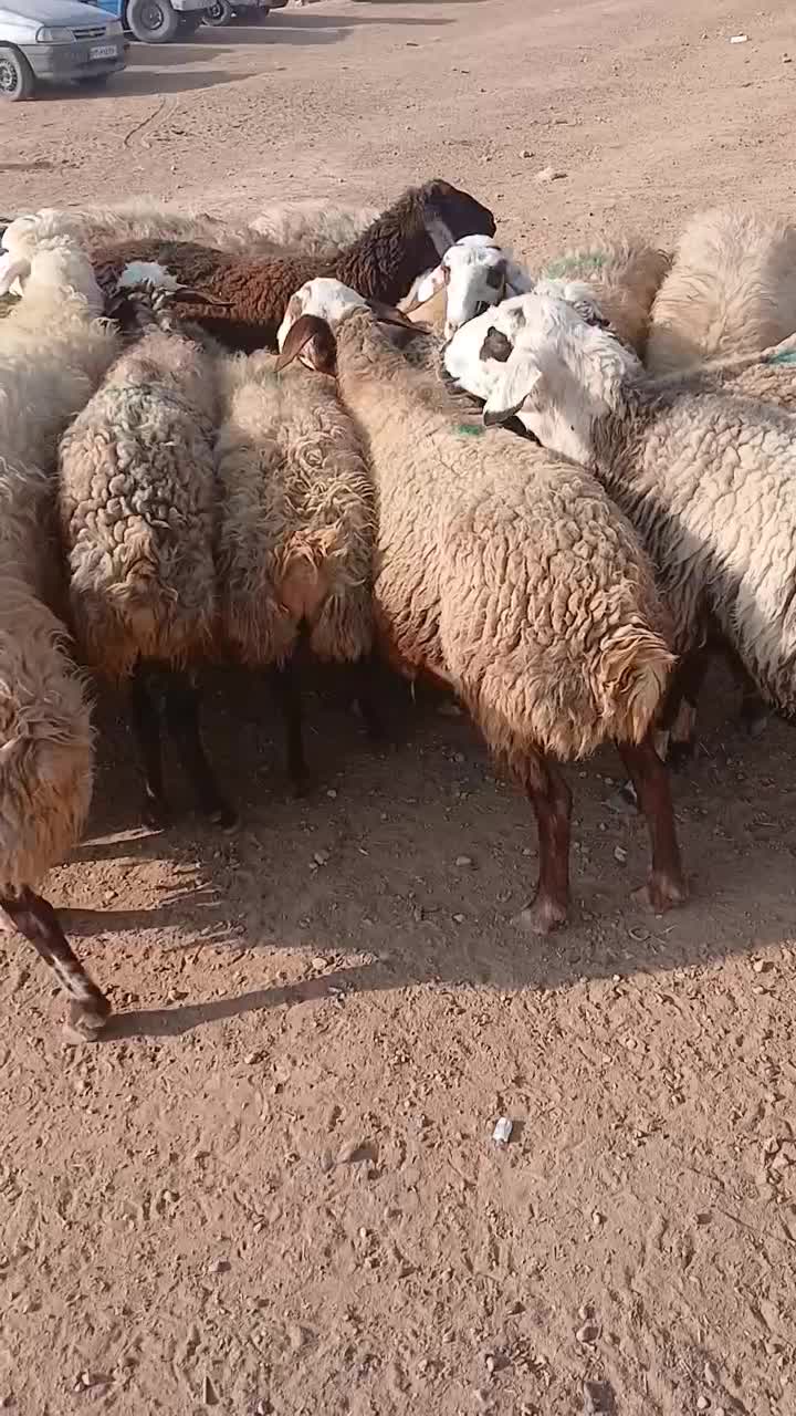 گوسفند داشتی آبستن|حیوانات مزرعه|کوهدشت, |دیوار