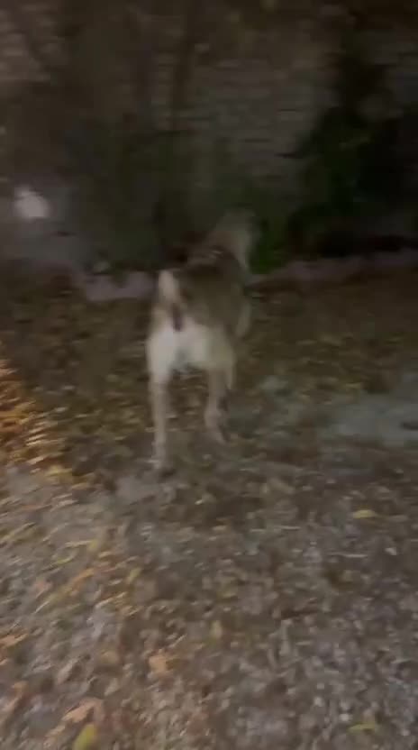 سگ سراب|سگ|کوهسار (البرز), |دیوار