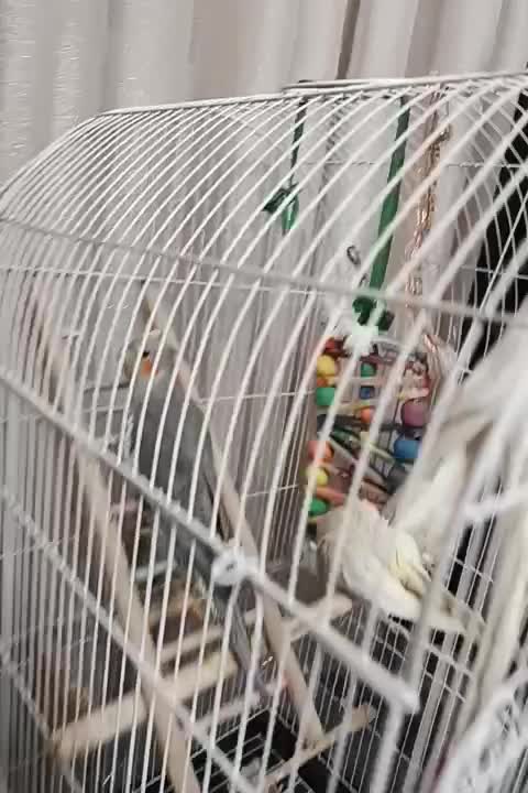 4تا عروس هلندی|پرنده|مشهد, صداقیه|دیوار