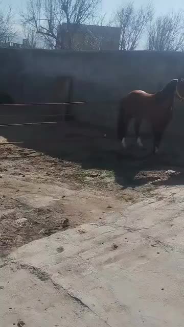 اسب عرب|اسب و تجهیزات اسبسواری|همدان, |دیوار