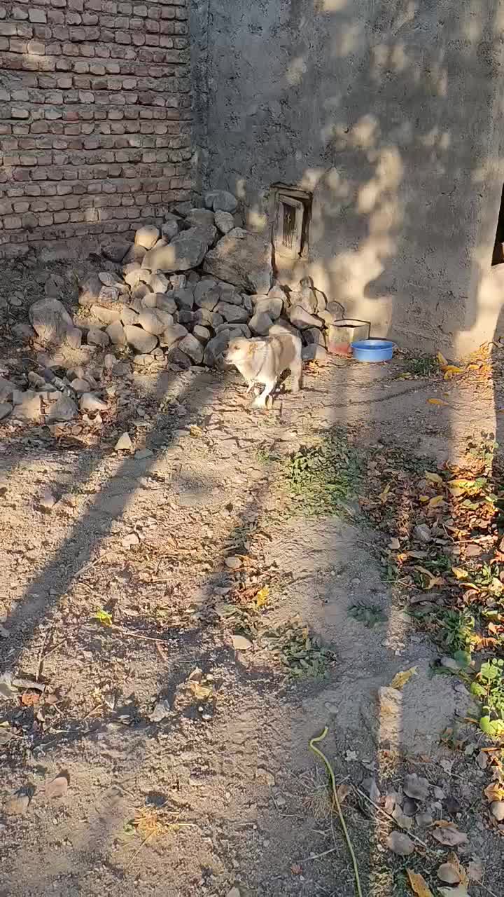 واگذاری پاکوتا|سگ|مهربان, |دیوار