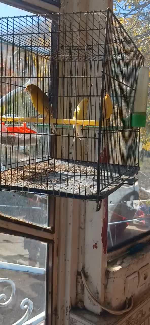 یه جفت قناری نرو ماده بفروش میرسد|پرنده|سراب, |دیوار