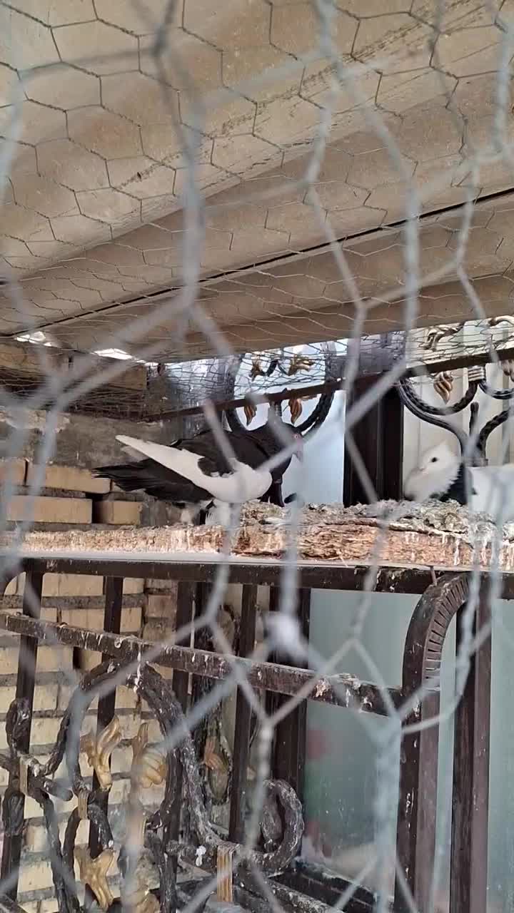 نر یهودی دوری|پرنده|دزفول, |دیوار