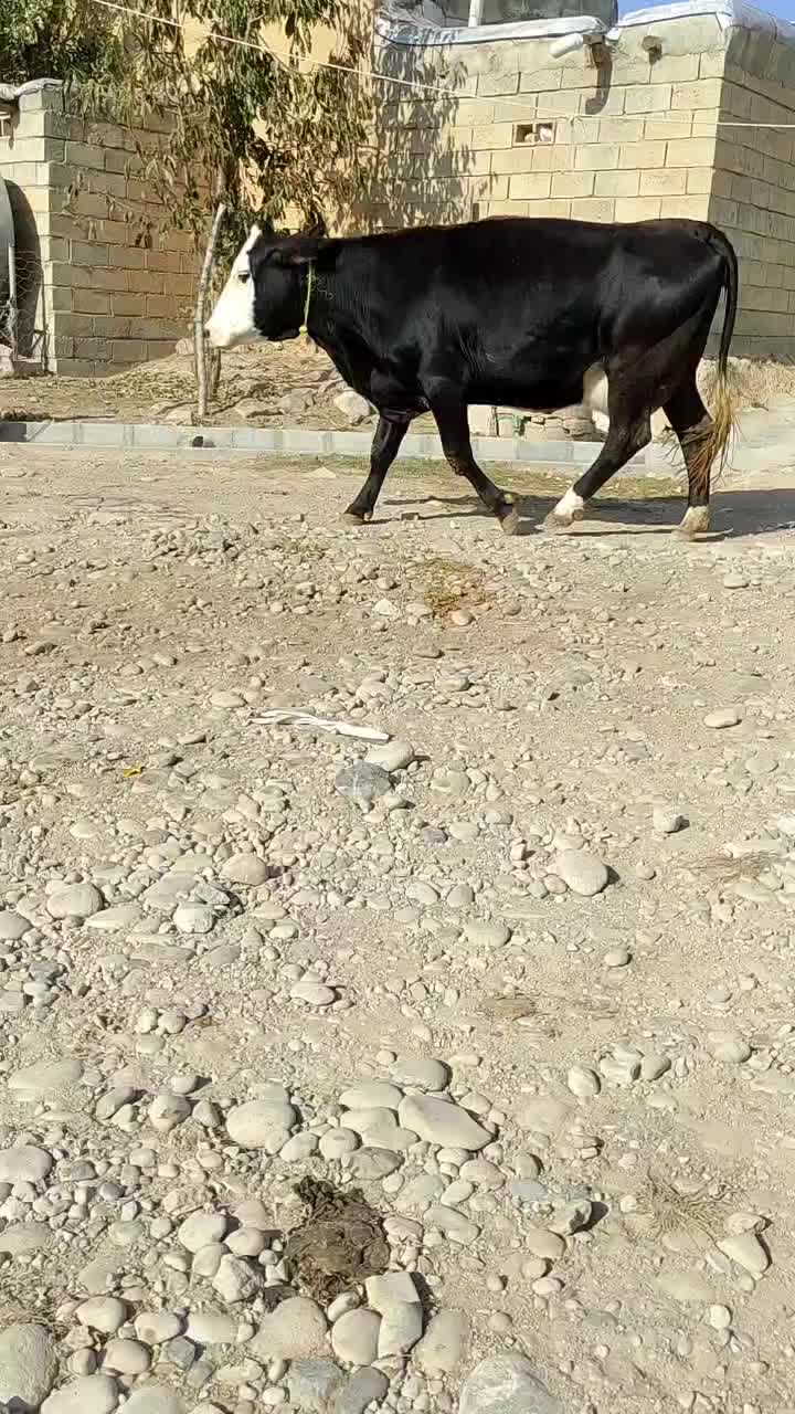 گاو سیمینتال با گوساله سیمینتال نر|حیوانات مزرعه|تبریز, |دیوار