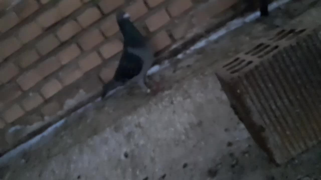 کبوتر|پرنده|شوشتر, |دیوار