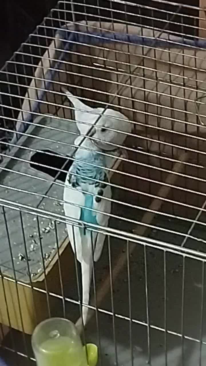 مرغ عشق|پرنده|بیجار, |دیوار