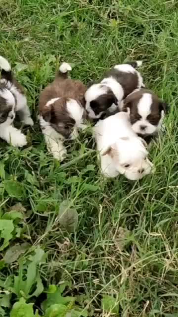 شیتزو سوپر فلت عروسکی|سگ|رشت, امین الضرب|دیوار