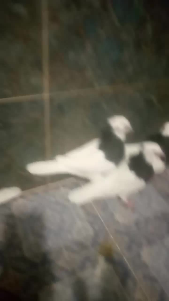 هفت عددکبوترطوقی بفروش میرسند|پرنده|چابهار, |دیوار