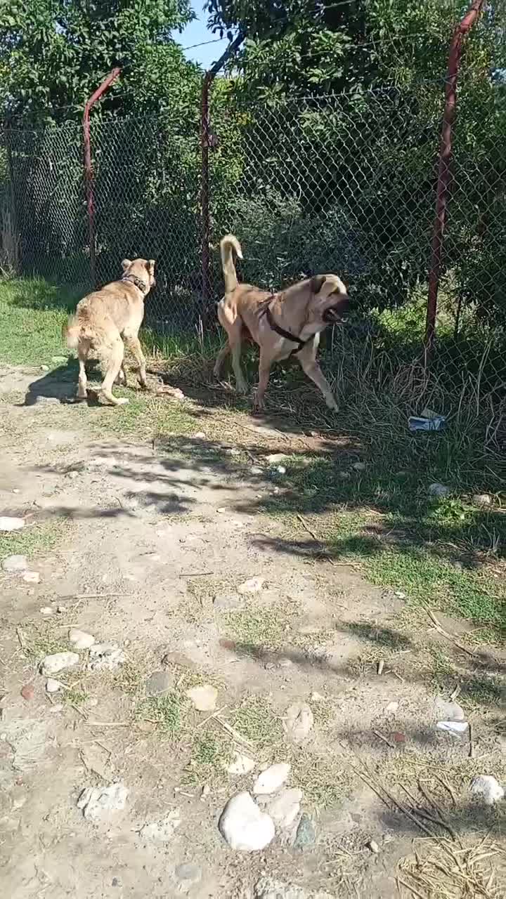 توله سرابی|سگ|گرگان, |دیوار