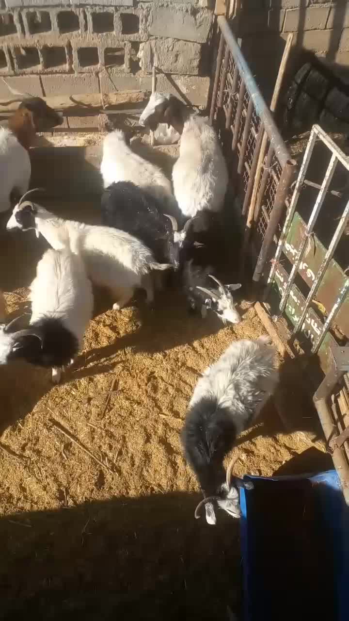 برهنر بزغالهنر|حیوانات مزرعه|کاشان, فاز ۲ ناجی آباد|دیوار