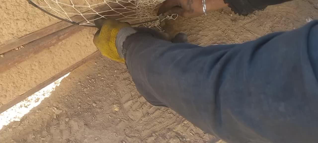 کبوتر پرشی|پرنده|بجنورد, |دیوار