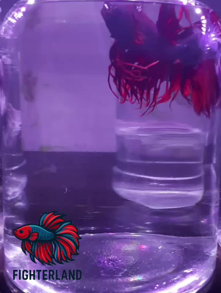 ماهی فایتر مولد|ماهی|مشهد, الهیه|دیوار