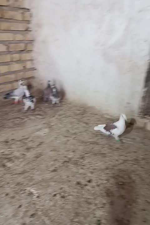 کبوتر پلاکی|پرنده|شیراز, گویم|دیوار