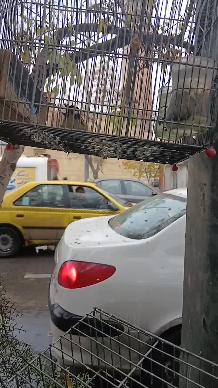 سهری نر جفت خور|پرنده|شیراز, سیاه سنگ|دیوار