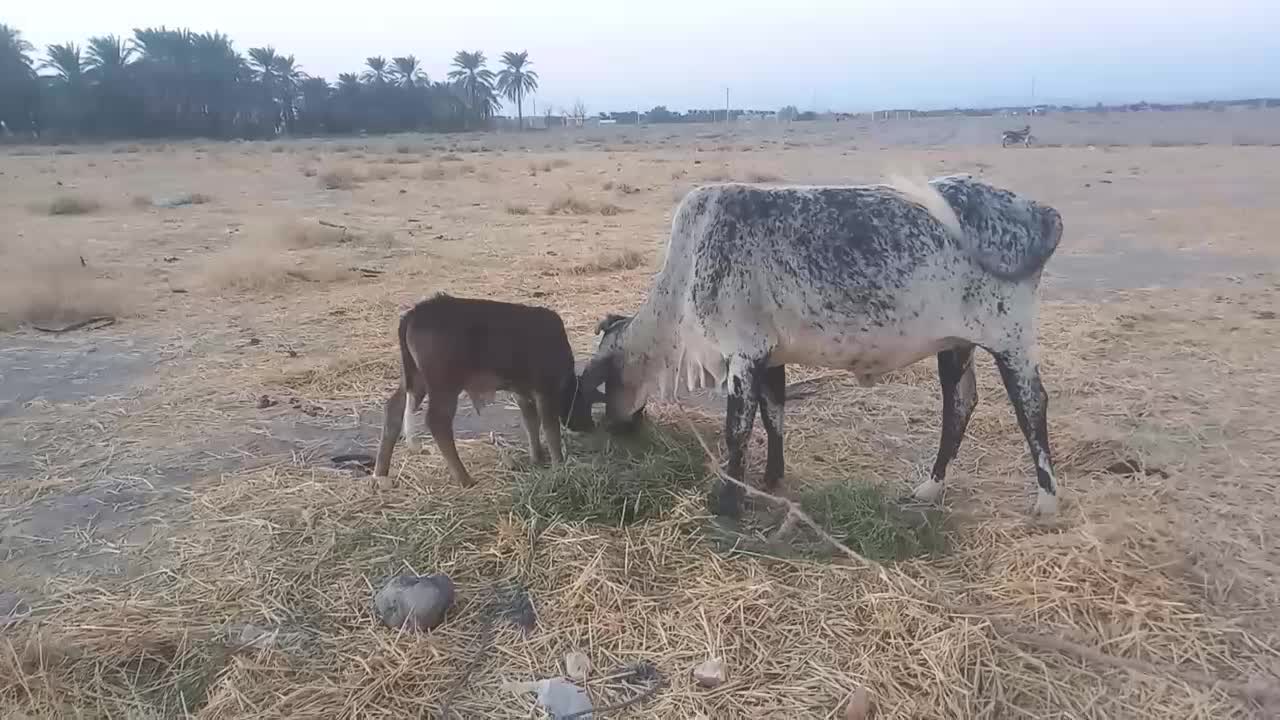 فقط معاوضه با گاو تازه زا شیری|حیوانات مزرعه|جازموریان, |دیوار