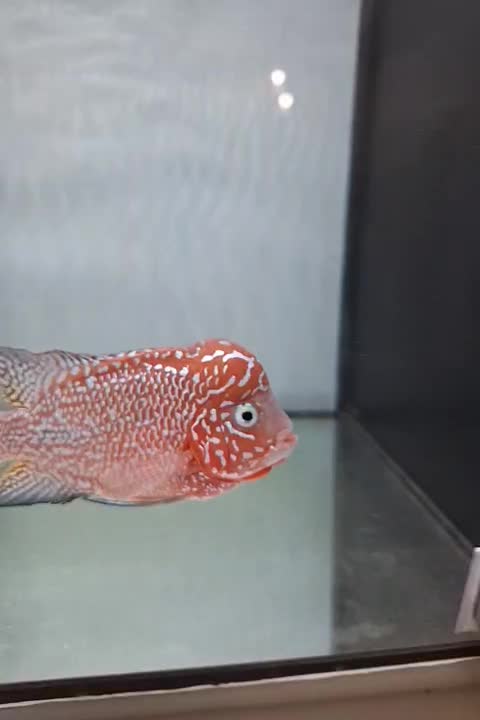 کامفا|ماهی|تهران, اوقاف|دیوار