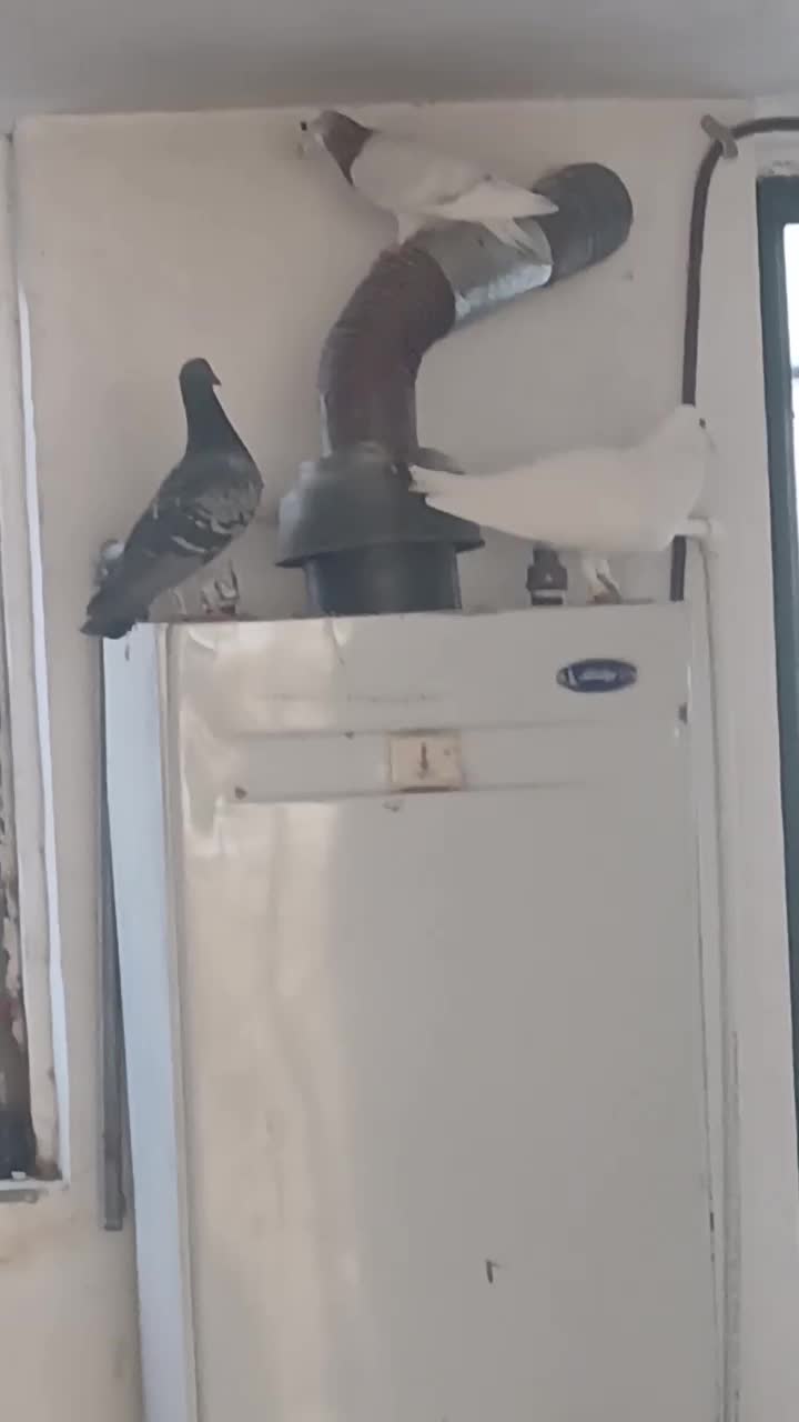 سفید|پرنده|اسفراین, |دیوار