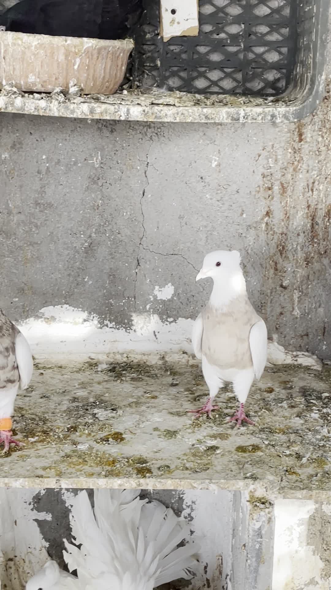 طوقی اجری|پرنده|بندر دیر, |دیوار