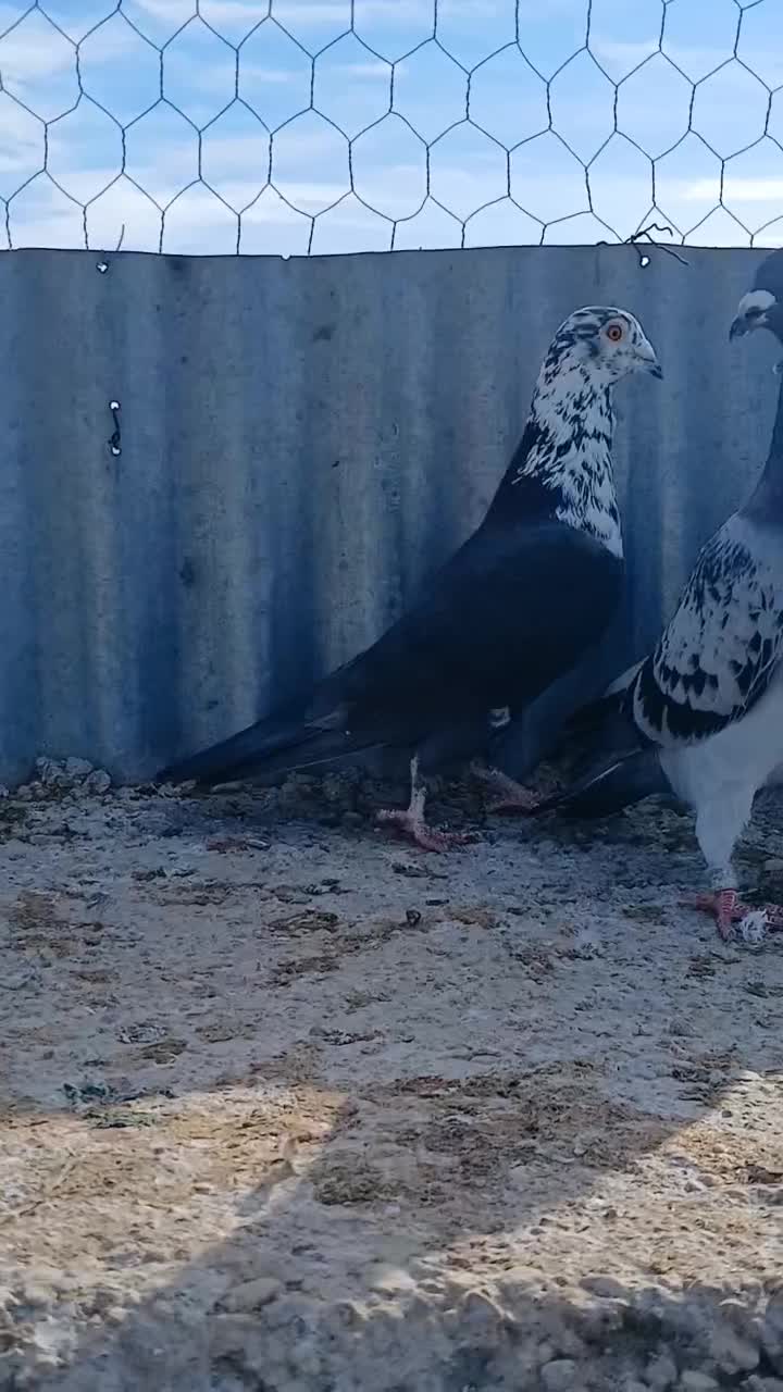 کبوتری فری سینه سفید|پرنده|مشهد, کلاهدوز|دیوار