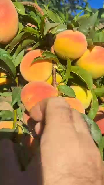 فروش باغ ۵ ساله به ثمر رسیده|فروش زمین و ملک کلنگی|بانه, |دیوار