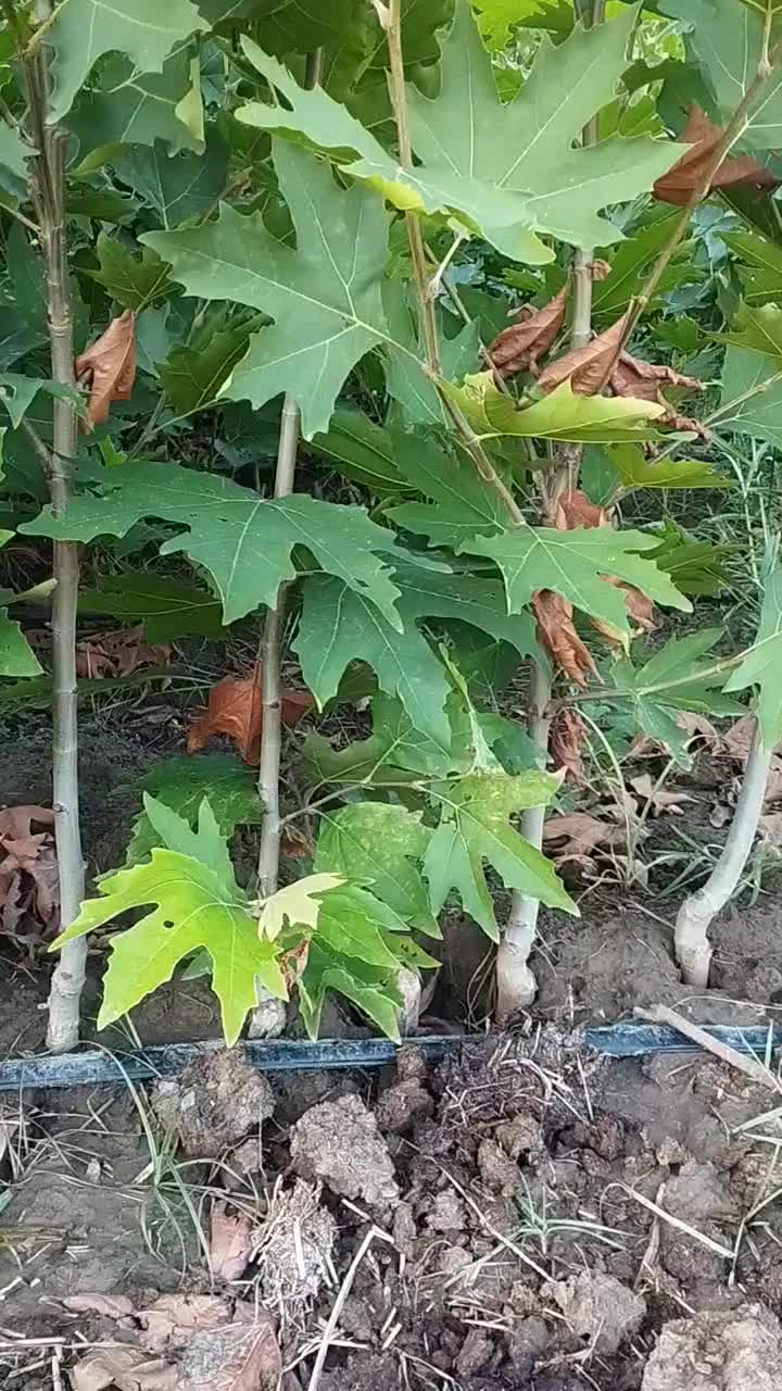 چنار|خدمات باغبانی و درختکاری|پاکدشت, پاکدشت (مامازند)|دیوار