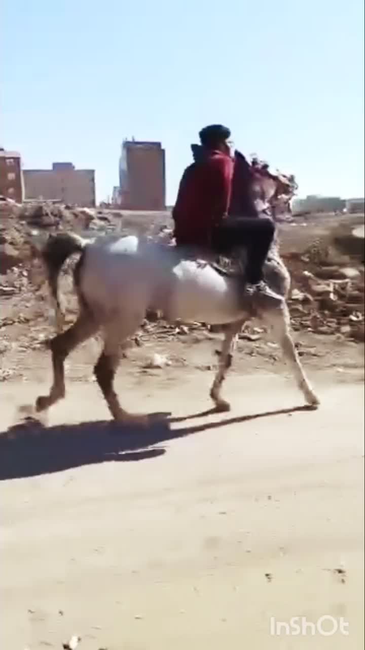 فروش اسب مادیان|اسب و تجهیزات اسبسواری|شبستر, |دیوار