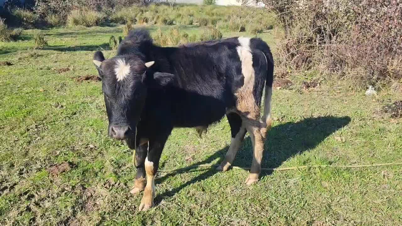 ورزا کوله چالوسی|حیوانات مزرعه|رشت, بیجارپس|دیوار