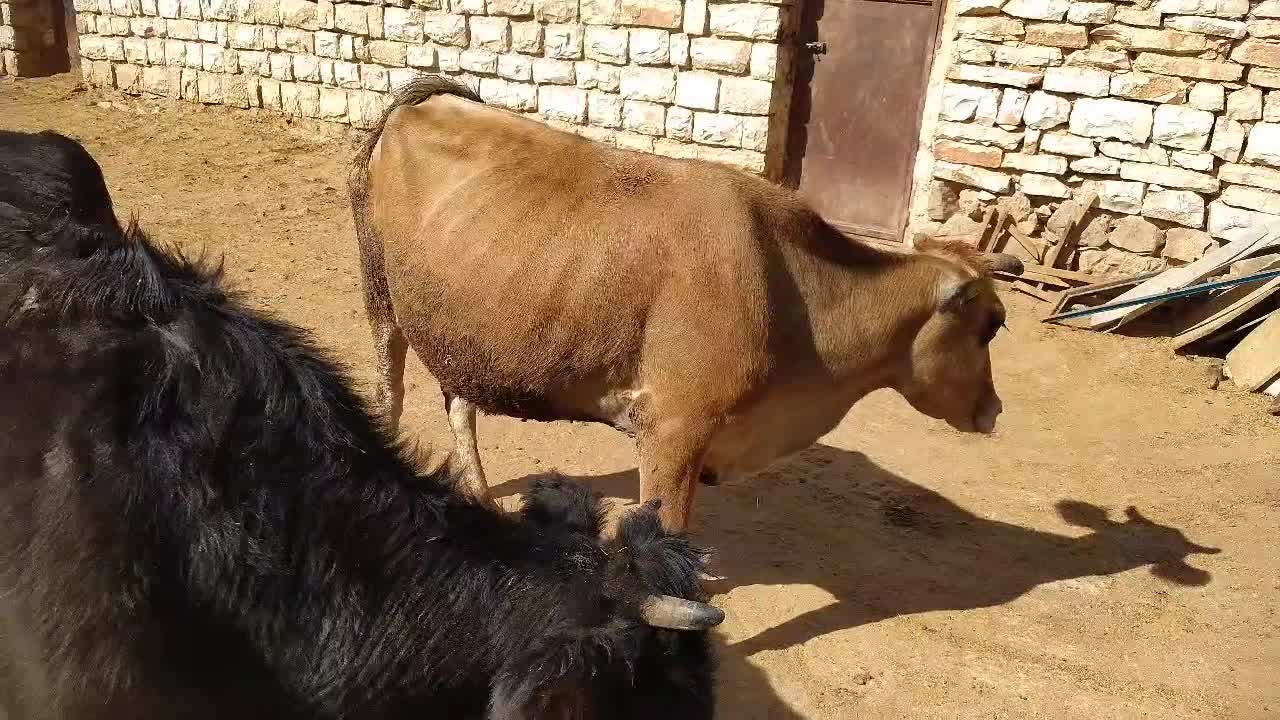 گاو محلی کشتاری ( گوسفند گوساله|حیوانات مزرعه|کرمانشاه, |دیوار