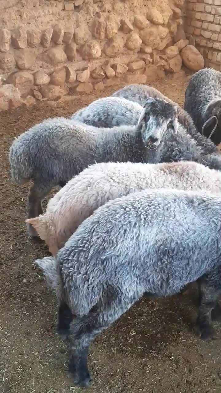 فروش بره سبک|حیوانات مزرعه|ششده و قره بلاغ, |دیوار