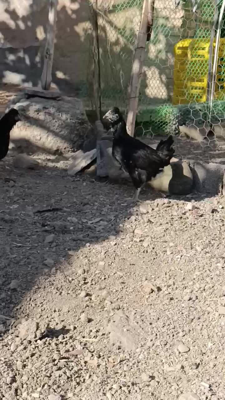 نیمچه مرغ های ۳ ماهه فول کیفیت گلین|حیوانات مزرعه|هفدر, |دیوار