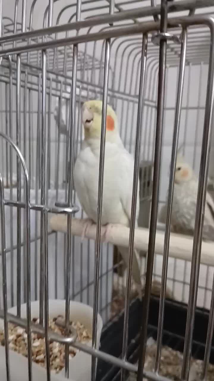 عروس هلندی|پرنده|کرج, شاهینویلا|دیوار