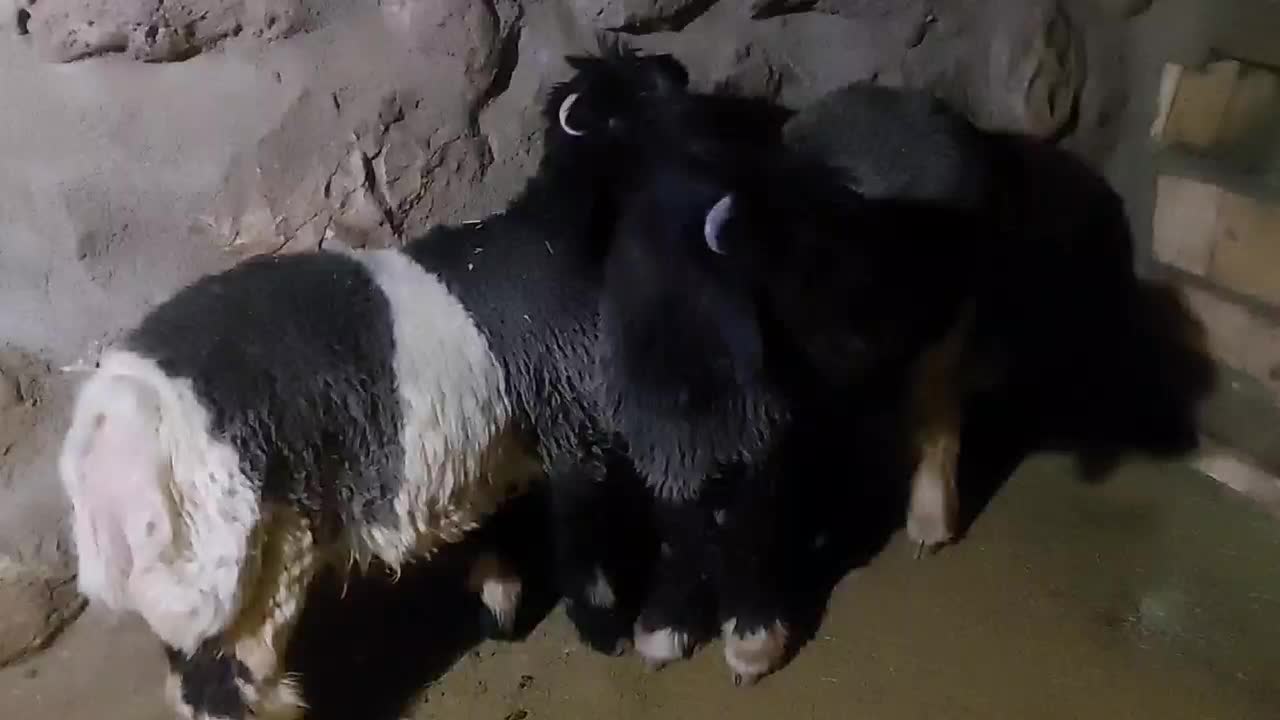 بره داشتی کله زنگی|حیوانات مزرعه|کوهرنگ, |دیوار