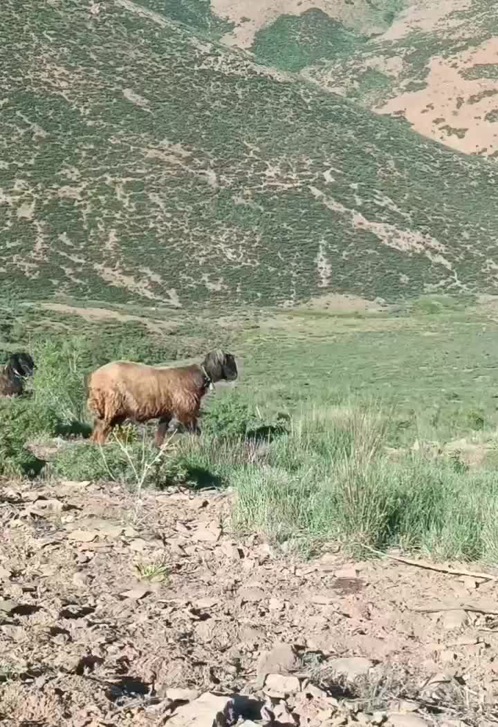 گوسفند|حیوانات مزرعه|ازنا, |دیوار