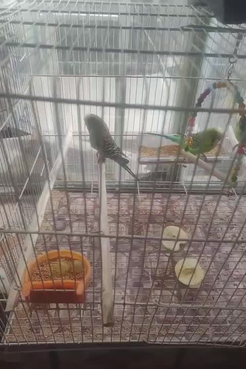 سه عدد مرغ عشق انگلیسی صحیح وسالم|پرنده|زاهدان, |دیوار