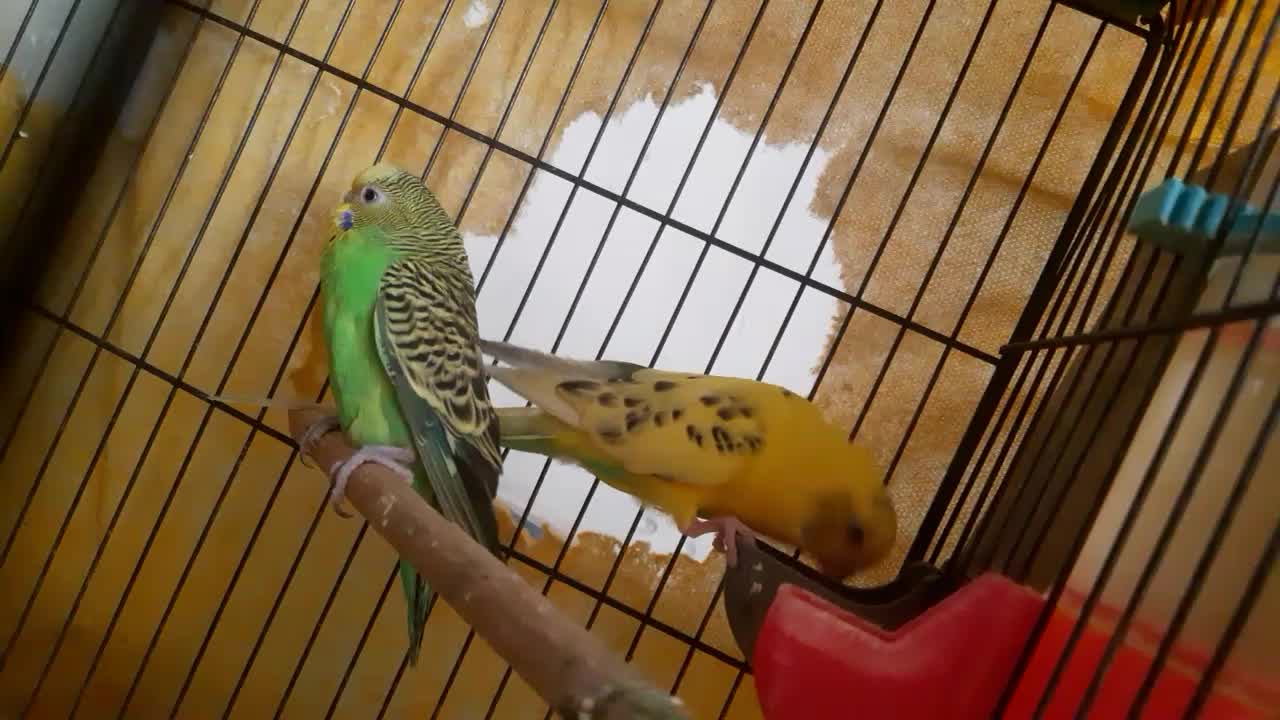 مرغ عشق|پرنده|اصفهان, حصه جنوبی|دیوار