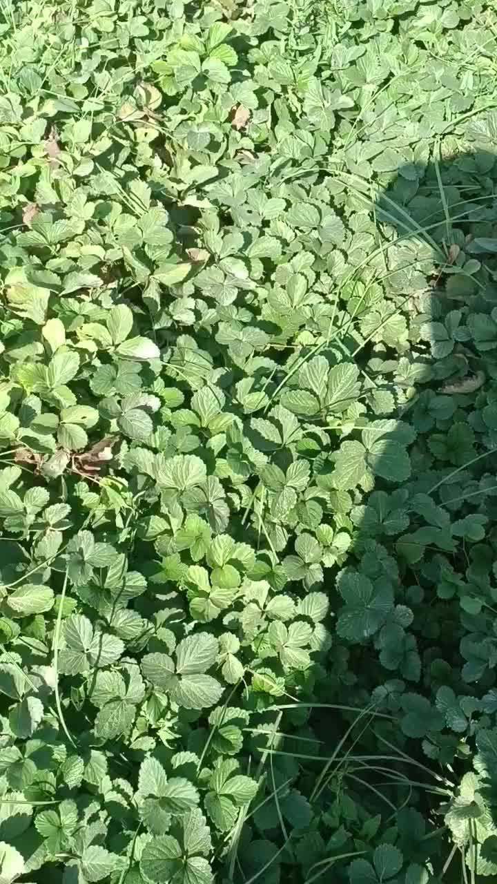 نهال توت فرنگی سابرینا 20/000/000 تومان|خدمات باغبانی و درختکاری|دلند, |دیوار