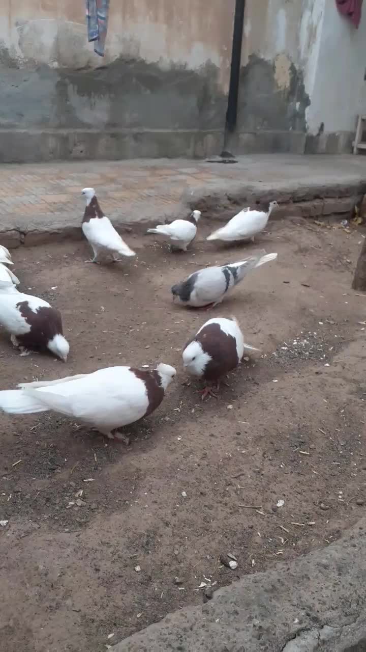 طوقی|پرنده|سبزوار, امیریه|دیوار