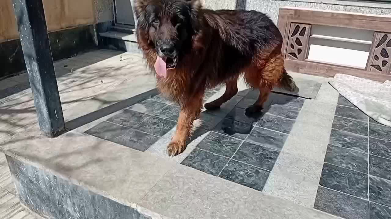 ژرمن نر|حیوانات|کرمانشاه, |دیوار