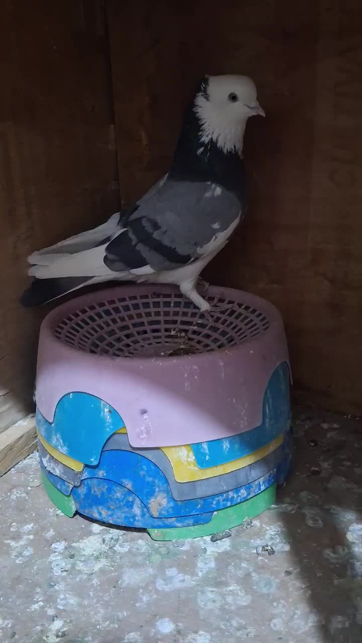 کبوتر پرشی|پرنده|ارومیه, |دیوار