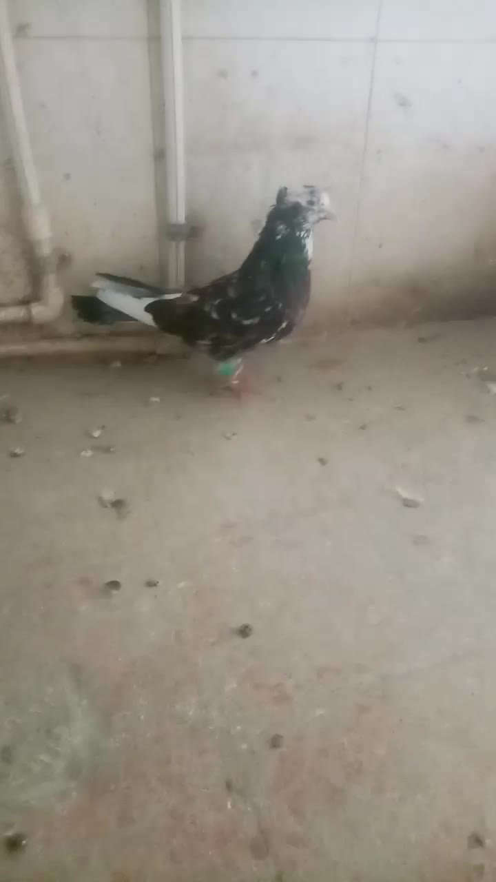 کجکله هفت رنگ|پرنده|نیشابور, ده حلاج|دیوار