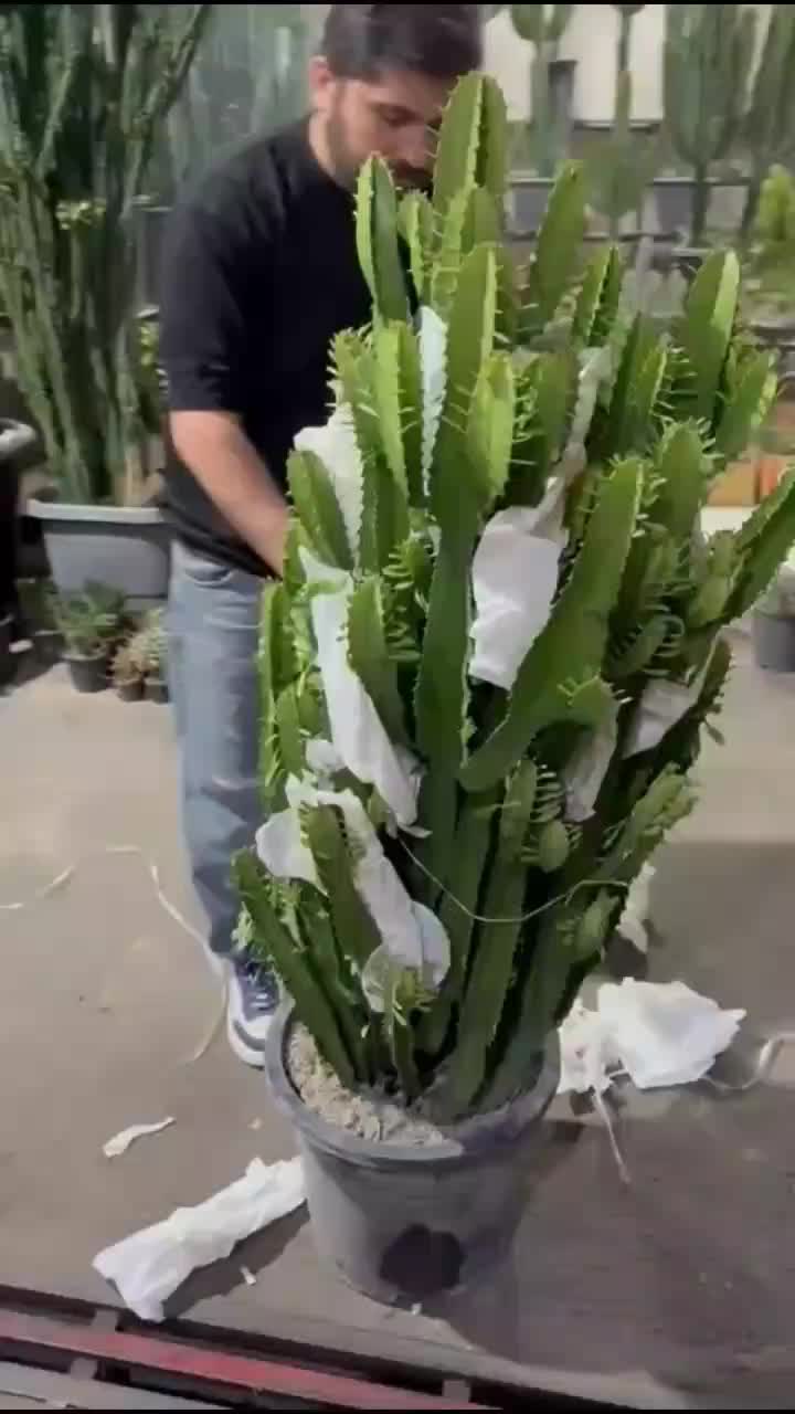 فروش کاکتوس افوربیا،ساکولنت،گلدان،کود|گل و گیاه طبیعی|تهران, شهرک شهید باقری|دیوار