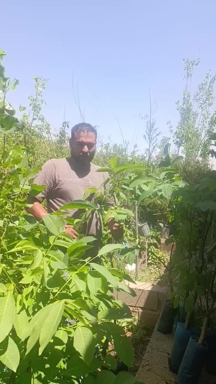 ازتولیدبه فروش نهال های گردوگلدانی رقم آلتای ترکیه|خدمات باغبانی و درختکاری|کرج, رجب‌آباد|دیوار