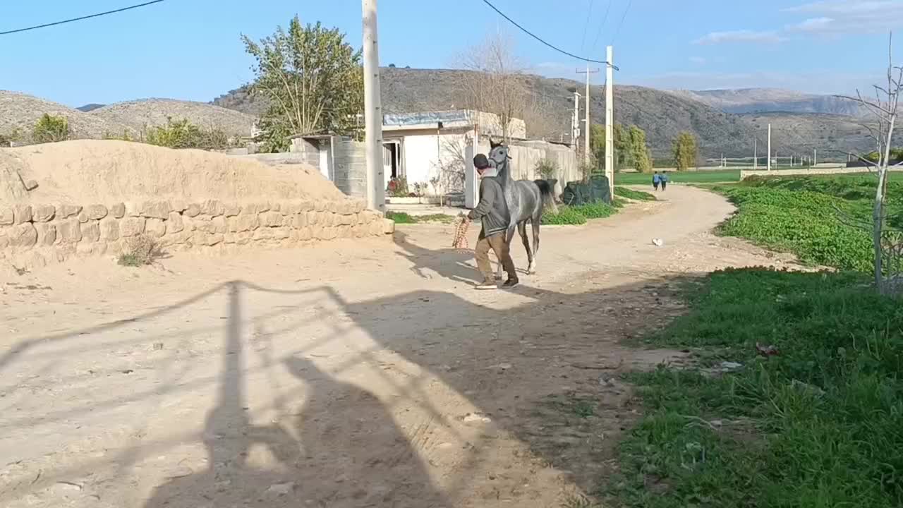 اسب|اسب و تجهیزات اسبسواری|نورآباد ممسنی, |دیوار